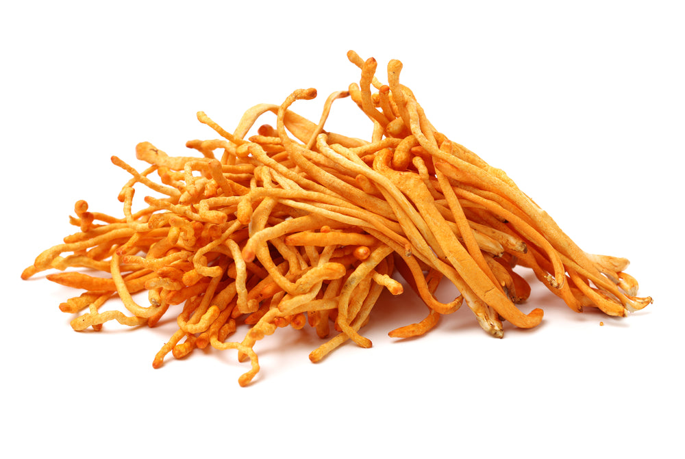 Cordyceps